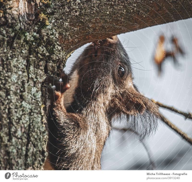 Sniffing squirrel in tree Squirrel sciurus vulgaris Animal face Head Eyes Nose Ear Muzzle Claw Pelt Wild animal Rodent Tree Tree trunk Leaf Beautiful weather