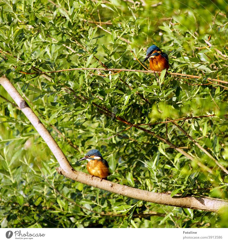 Little break - or two young kingfishers sitting on branches taking a little break. Kingfisher 2 Blue Brown Green Animal Colour photo Exterior shot Bird