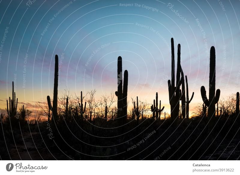 In the foreground the silhouettes of the saguaro cacti, in the background dusk Nature plants Cactus Evening Twilight Sky sunset Saguaro cactus Silhouette