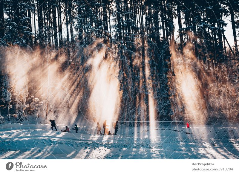 People with sledges against the light in the Harz mountains II Joerg farys National Park nature conservation Lower Saxony Winter Experiencing nature