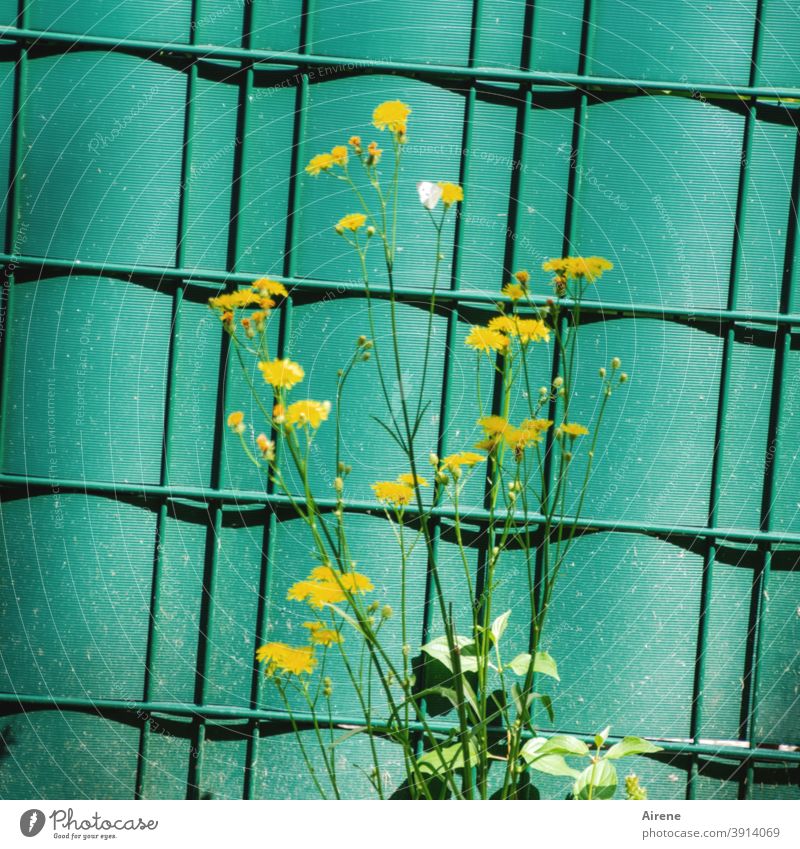 Life in the countryside Flower meadow edge Fence Hoarding Screening tarpaulin Corrugated sheet iron Plastic Green Border Yellow Small Graceful Pippau Weed