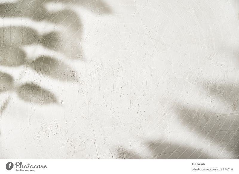 Leaf shadow on white background. Creative abstract background leaf leaves plant tree foliage texture light design nature branch pattern sunny wall sunshine