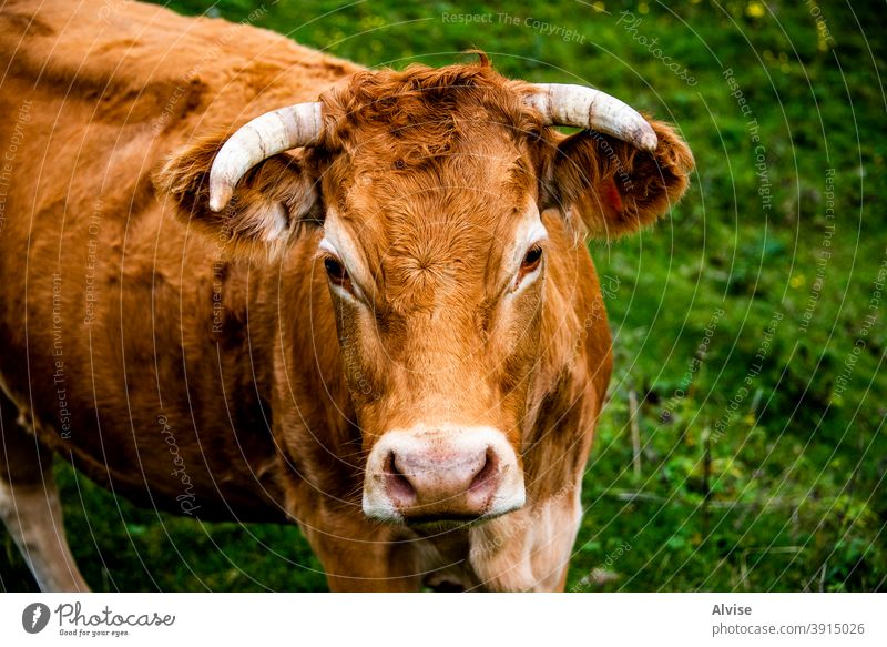 portrait of red cow animal nature farm mammal white head agriculture face black background isolated cattle beef brown grass cute domestic funny wildlife dairy