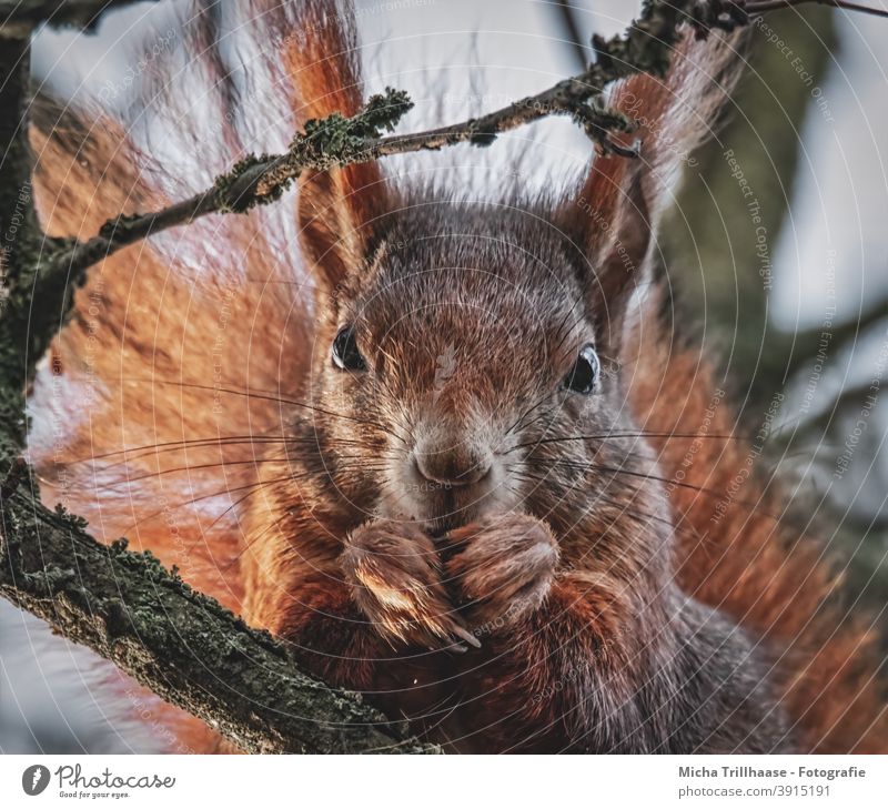 Eating squirrel in a tree Squirrel sciurus vulgaris Animal face Head Eyes Nose Ear Paw Claw Pelt Wild animal To feed To hold on Near Cute Tree