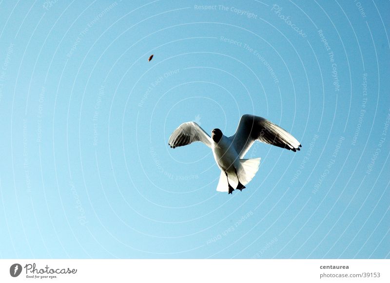 Seagull #1 Feeding Ocean Bird Scream North Sea