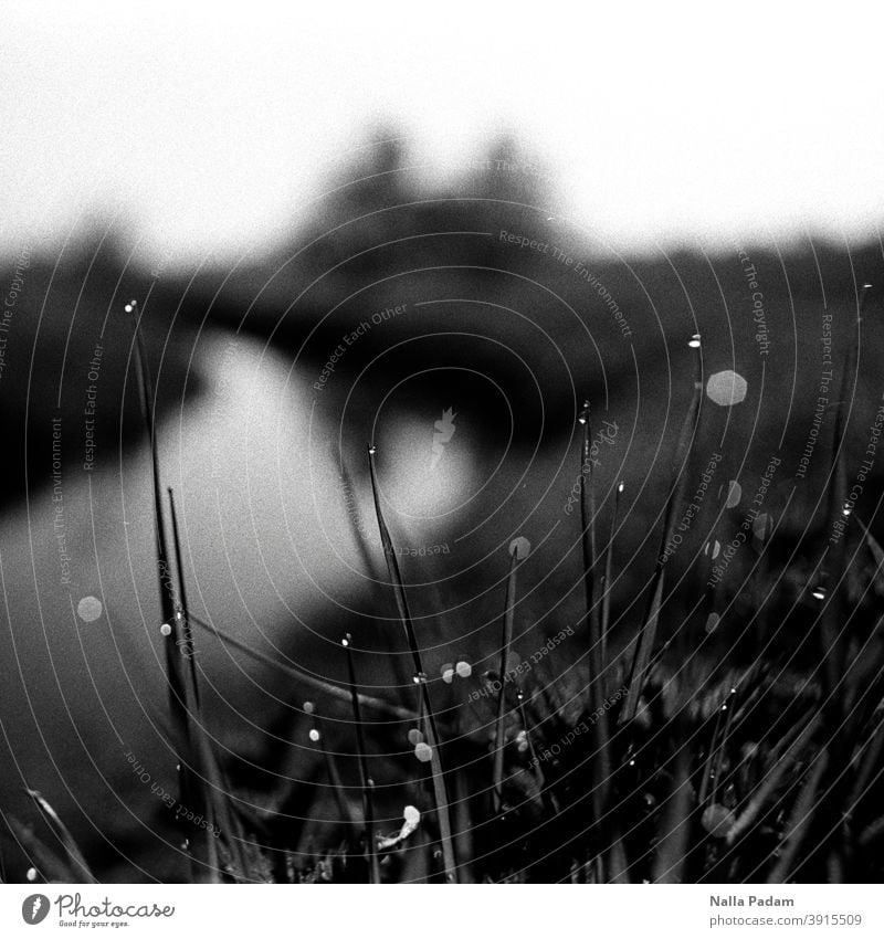 Water drops on grasses Analog Analogue photo Black & white photo Grass Drops of water Channel blurriness morning dew Damp Exterior shot Nature Wet Dew Morning