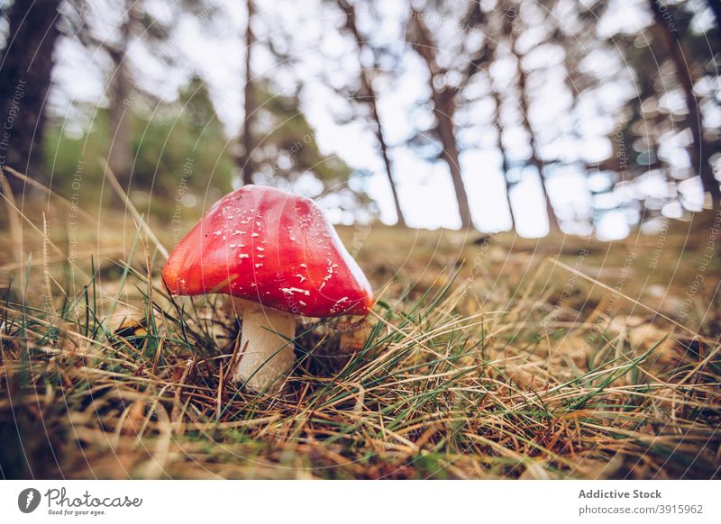 Fly agaric growing in forest fly agaric mushroom poison fungus autumn woods season fall dry grass daytime nature vegetate flora woodland natural botany growth