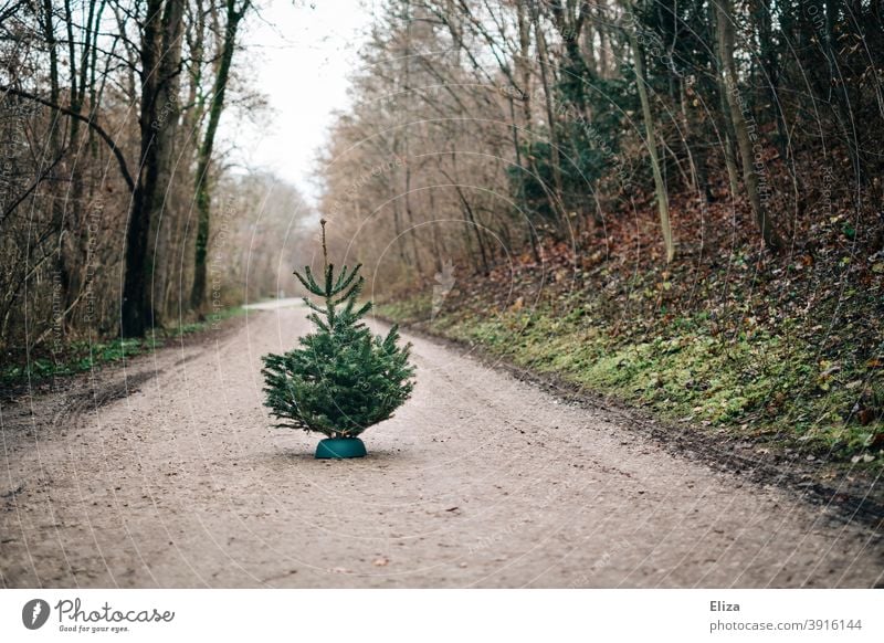 Fir tree on forest road firs fir trees Nordmann fir Shopping Christmas tree sale Tradition Green Coniferous trees Nature out Forest forest path Lonely