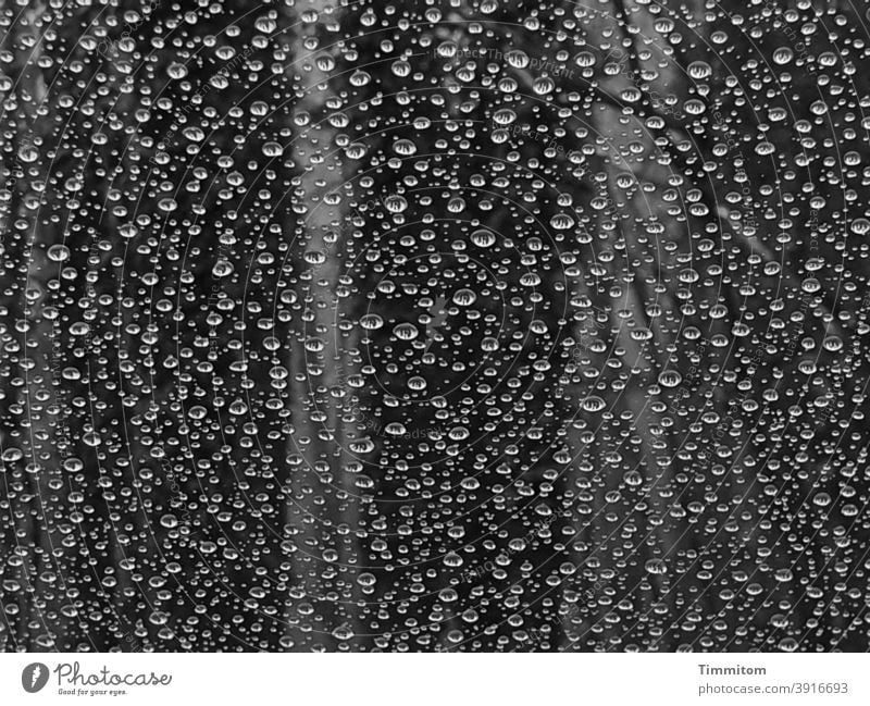 View through the windscreen decorated with drops Drop Windscreen Glass Wet Rain Dark Black & white photo Water Drops of water Close-up trees Forest