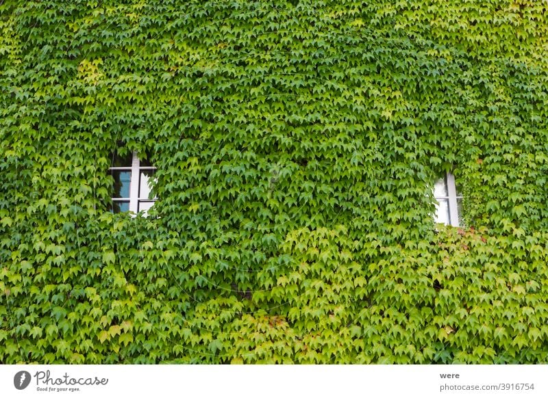 House facade planted with wild wine in the old town of Schopfheim in the Black Forest Background Baden Würtemberg Germany Pattern Recreation building copy space
