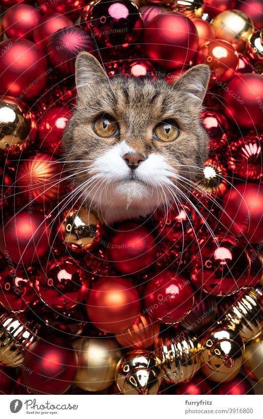 red christmas bauble decoration cat portrait british shorthair cat one animal gold ornate xmas funny cute adorable beautiful fur feline hole looking at camera