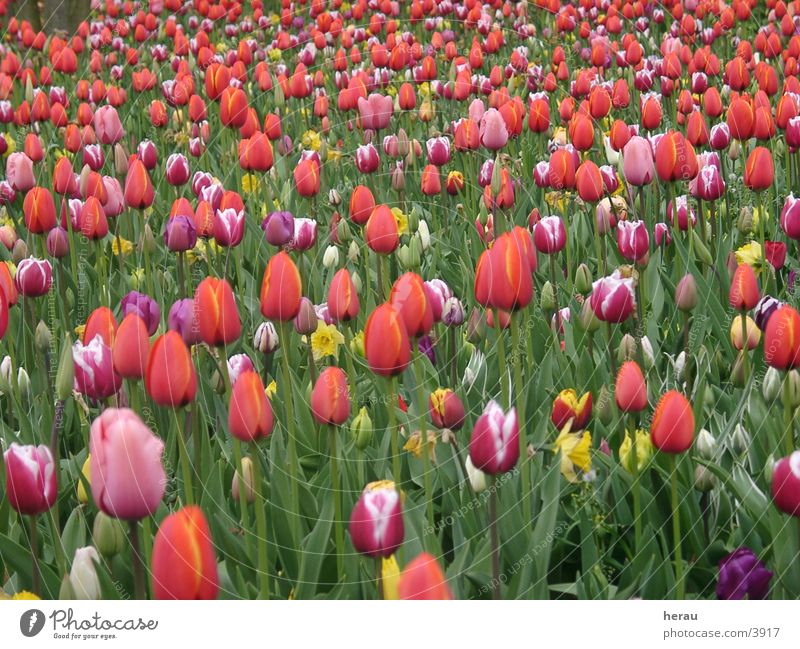 &lt;font color="#ffff00"&gt;-==- proudly presents Flower Tulip Floriade