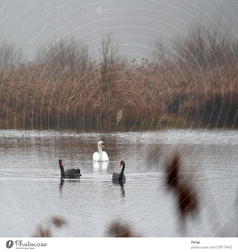 Neighborhoods | two black swans and a white swan swim on the pond on a foggy December morning Swan Bird Black Swan White Morning in the morning Fog Pond Water