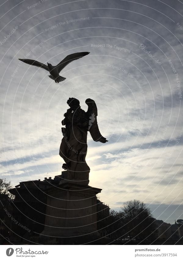 Angel figure with seagull backlit in Rome. Photo: Alexander Hauk Seagull Bird Italy Back-light Sky Blue Black Figure Stone statue flight Animal Tourism vacation