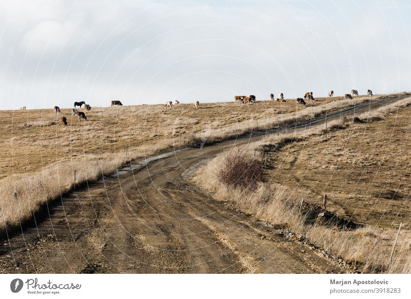 Group of cows in the field in autumn agriculture animal animals beef breed brown calf cattle country countryside dairy day domestic eating europe fall farm