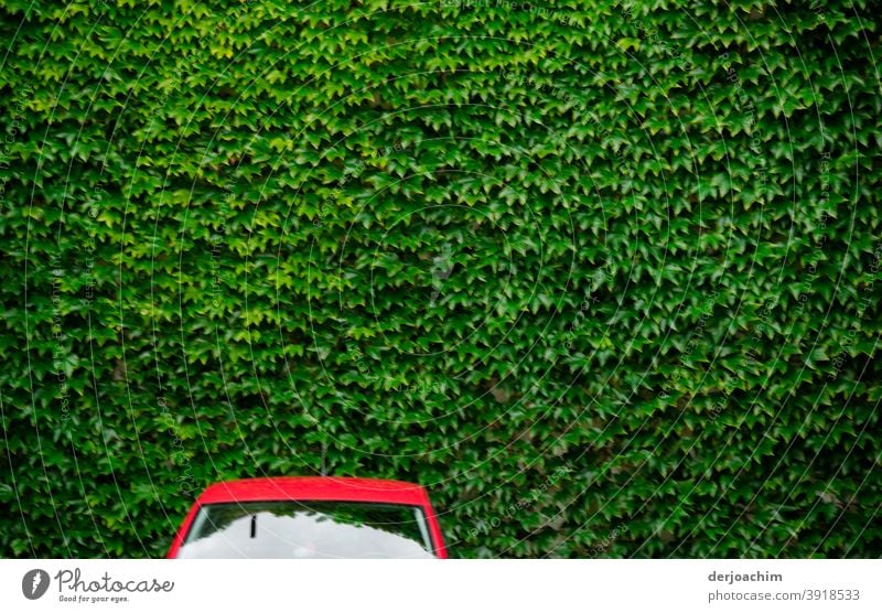 A" Red " car, without side mirrors stands in front of a green wall of leaves.... Transport Car Street Bumper car Colour photo Vehicle Fairs & Carnivals Deserted