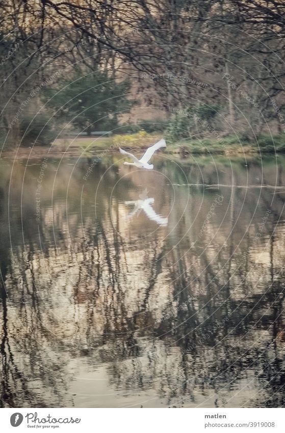 starting swan with the mobile tracked Swan Bird Exterior shot Deserted flight launch Pond Colour photo trees Reflection in the water Animal Nature Day