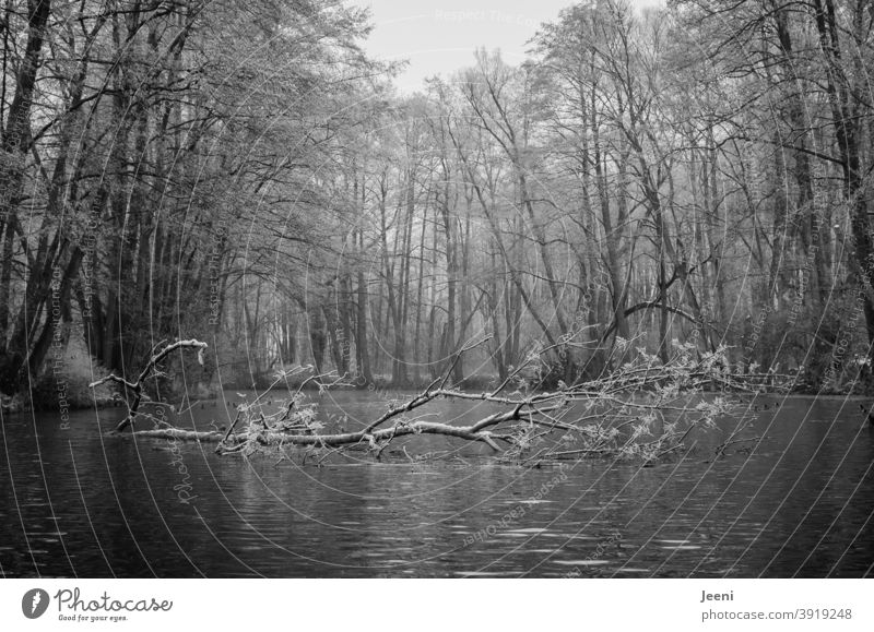 It flows quite calmly Tree Water River Winter Frost Cold Ice Lake Freeze Nature Idyll Frozen Landscape White Forest Seasons Winter mood trees Winter's day