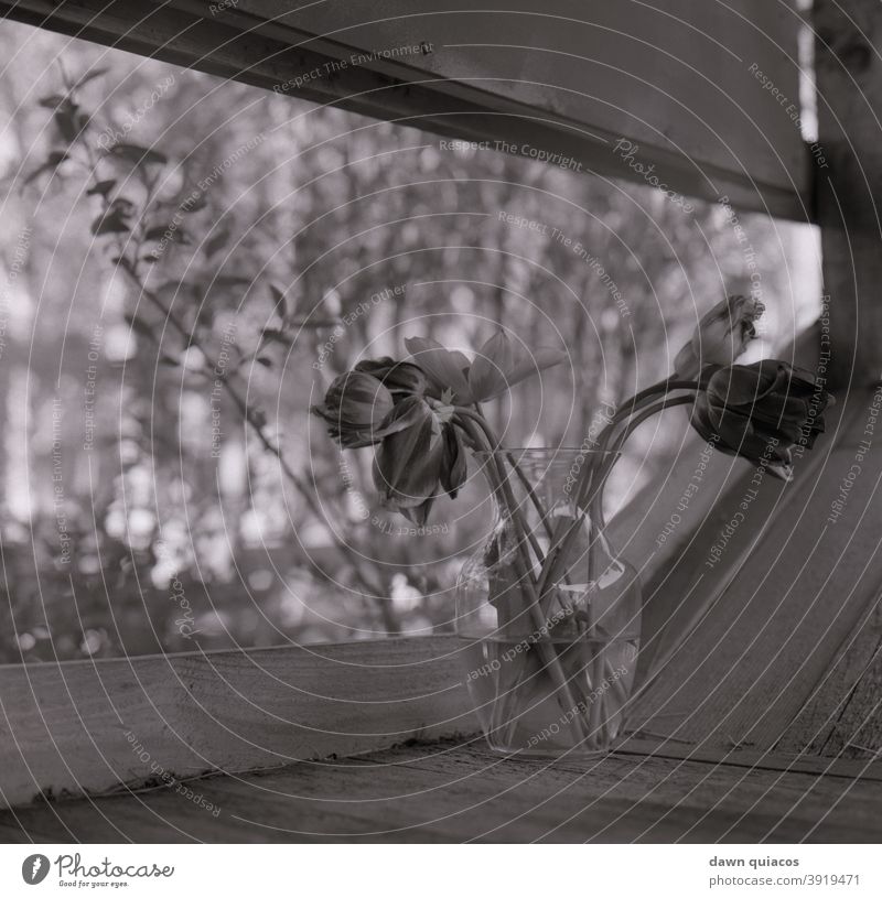 flowers in a vase on a window sill with trees and foliage in background Nature Love of nature Experiencing nature Environment Landscape Day Deserted