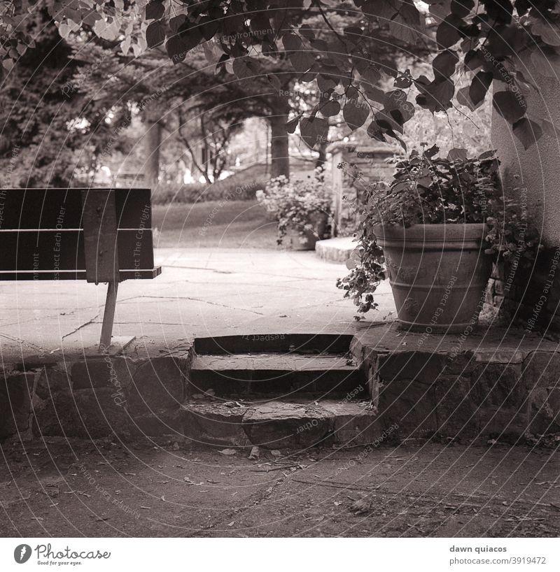 stone path and steps with bench, potted plant and foliage Nature Love of nature Experiencing nature Environment Landscape Exterior shot Day Deserted