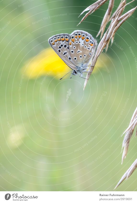 A small butterfly sits on a grass panicle. Yellow flowers bloom in the green meadow background. Bluebells Polyommatus icarus Butterfly butterflies blue Nature