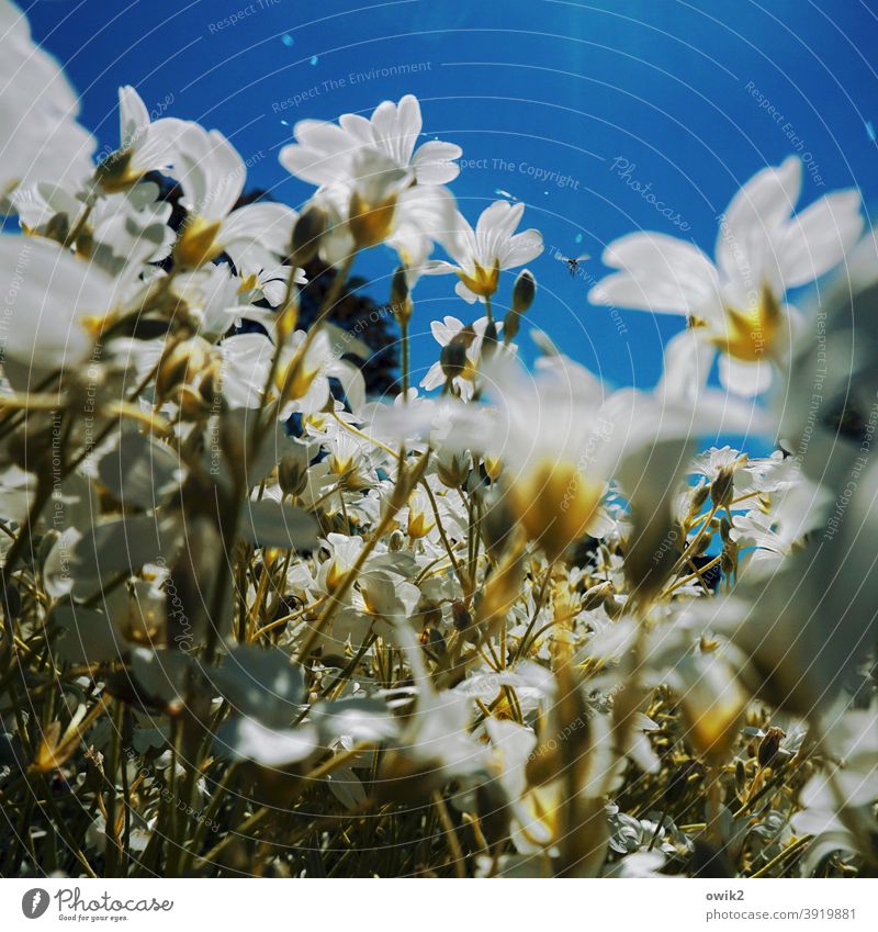 Loud flowers Flower Beautiful weather Sky Deserted Copy Space top Blossoming Detail Close-up Exterior shot Colour photo Idyll Hope Life Plant Nature Growth