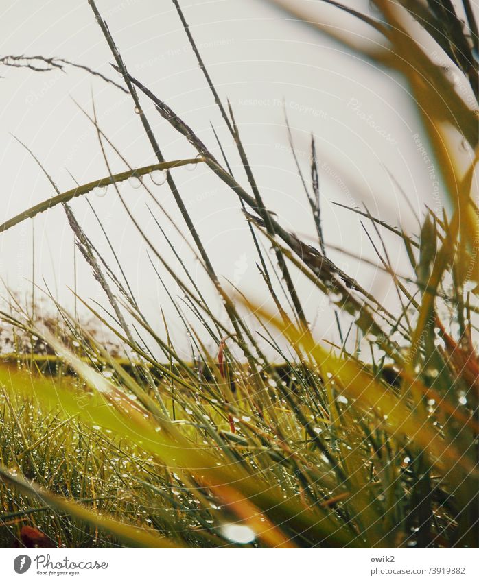 Loud stalks Grass Close-up Small Near Hazy Exterior shot Detail Shallow depth of field Muddled Green Fresh Idyll out Delicate blades of grass blurriness Morning