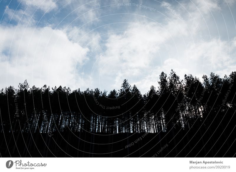 Silhouette of a pine tree forest in the mountains adventure background beautiful beauty blue calm clouds day deforestation earth ecology ecosystem environment