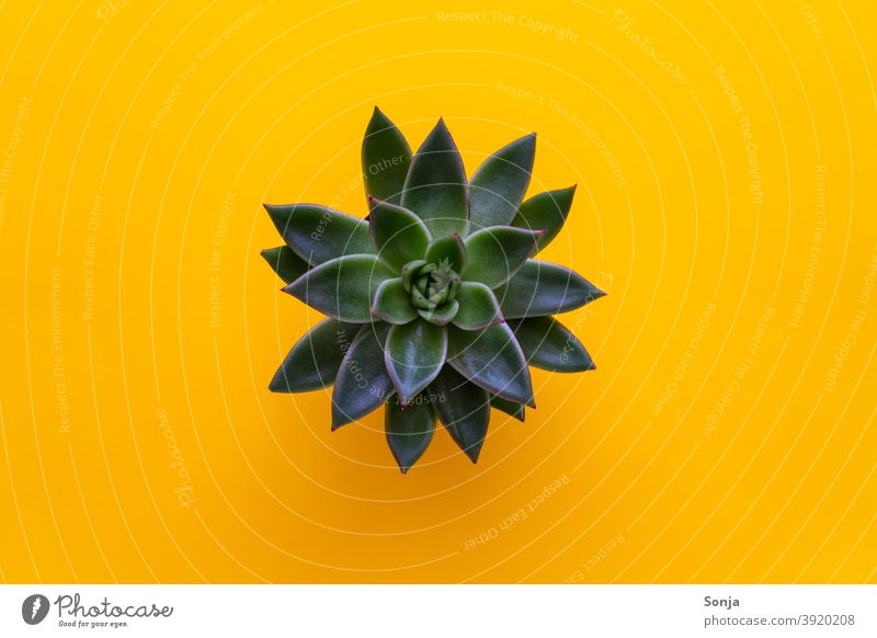 Top view of succulent on isolated yellow background Green plan segregated Yellow Nature naturally Plant Close-up Leaf pretty Growth leaves Botany Detail Colour