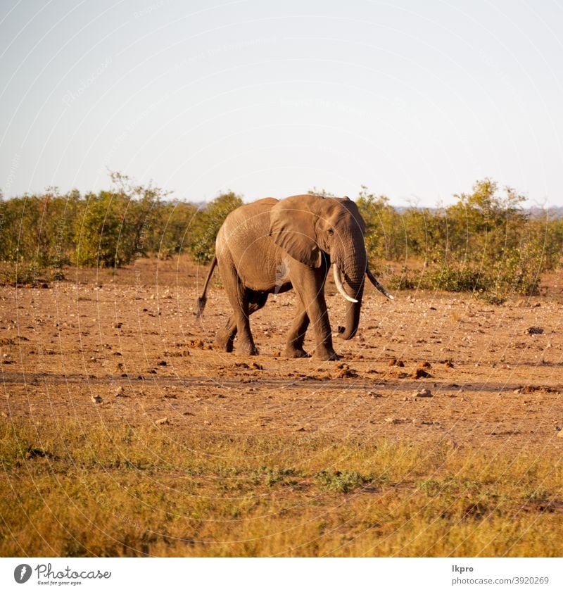 African Elephant With White Tusks And Long Trunk Stock Photo