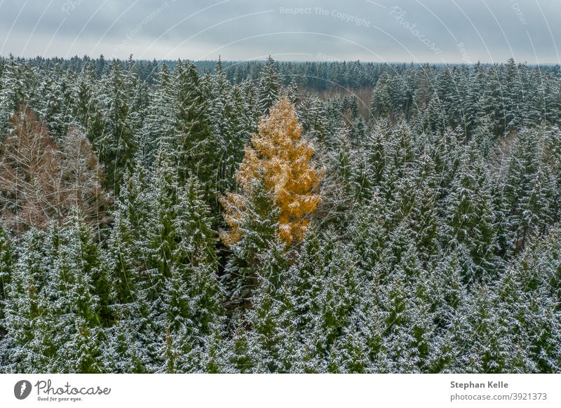 tree pine branches in winter - a Royalty Free Stock Photo from