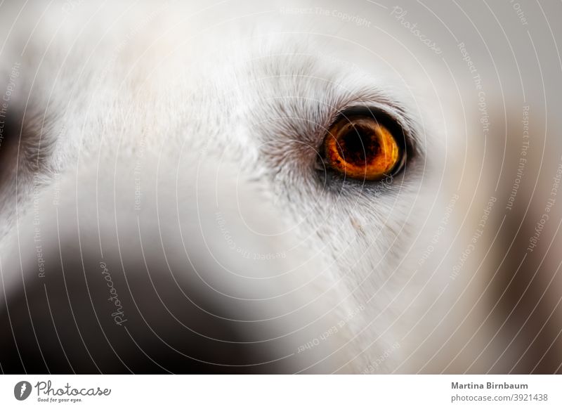 Eye of a Labrador Retriever, selective focus eye attentive light iris labrador retriever animal pet white face beautiful closeup fur dog eyes mammal canine