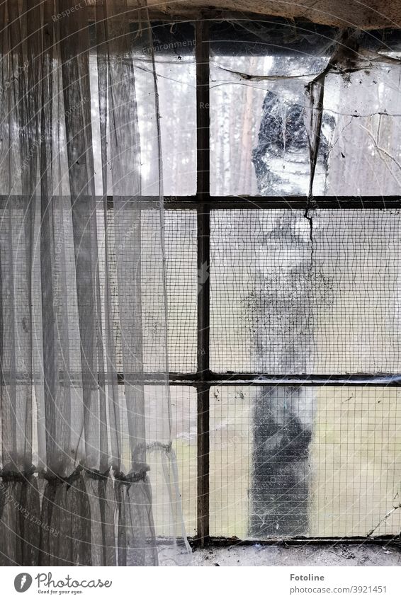 View from a Lost Place - or a dirty window hung with cobwebs gives a view of a birch tree in the forest. A dirty old curtain covers half the window. lost places
