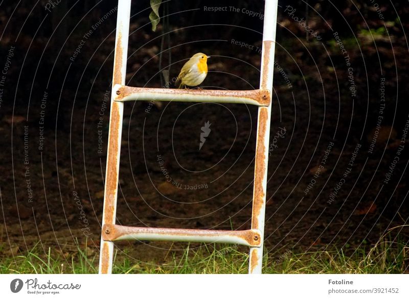 Lonely Christmas - or a little robin sits on the top rung of a ladder and looks around. Robin redbreast Bird Animal Exterior shot Nature Colour photo 1 Deserted