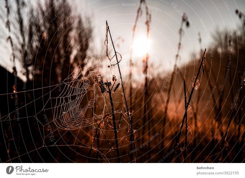 cross-linked Seasons Winter Autumn Forest Work of art spiderweb Dreamily Back-light Light Field Flower Twigs and branches Garden Meadow Sunrise Sunlight Nature