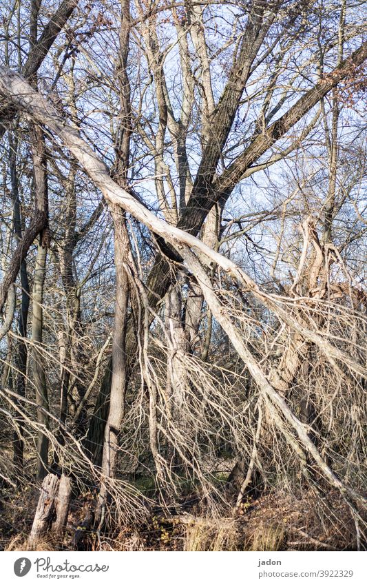 NO WAY OUT. trees criss-cross Exterior shot Across Structures and shapes Abstract Deserted Diagonal Virgin forest Nature Nature reserve Stripe Pattern