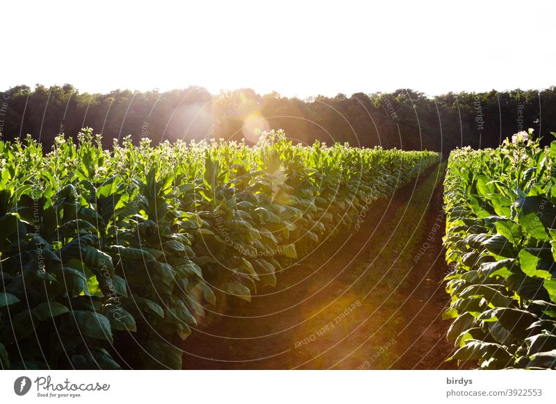 Tobacco field, flowering tobacco plants in Germany near Hockenheim. Tobacco , tobacco growing area Tobacco plants Tobacco cultivation Agriculture luxury food