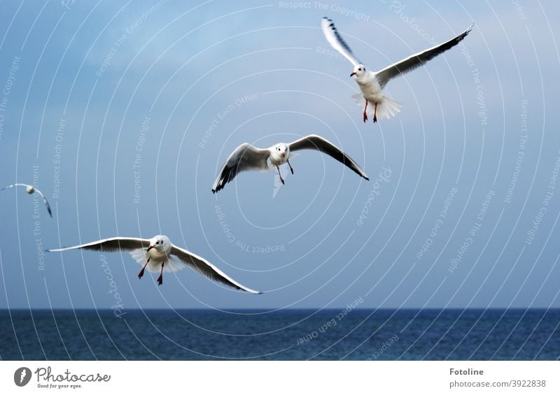 Perfect for studying flying - or seagulls flying through the air against a blue sky over the sea. Seagull Bird Sky Flying Blue Freedom Grand piano Feather Ocean