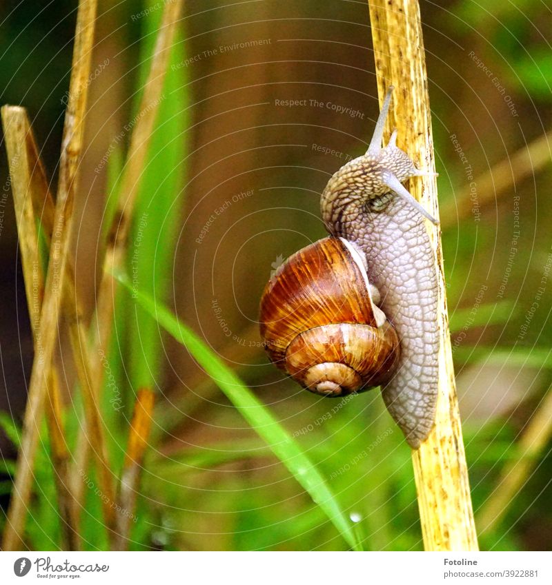 Climbing training - or a snail crawls up a dry stalk escargot Crumpet Snail shell Animal Nature Close-up Exterior shot Colour photo Feeler Slowly Slimy 1