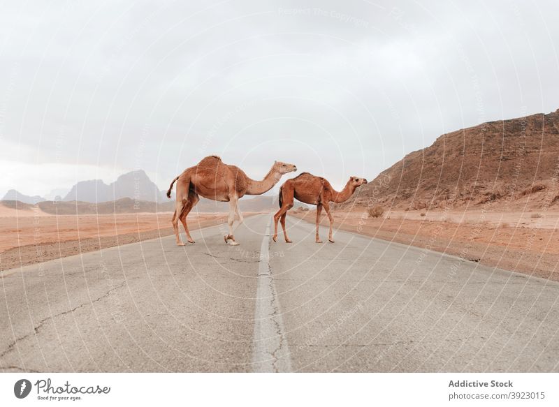 Wild camels standing in desert wild sandstone valley animal fauna habitat dry wadi rum jordan ground nature landscape terrain environment arid tranquil scenery