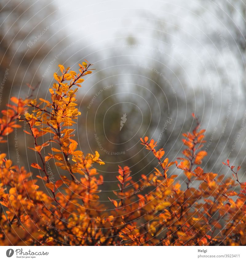 Winter light - golden yellow leaves of a hedge shine in the backlight Hedge Plant shrub Illuminate Yellow Orange Back-light Sunlight Light Shadow Twig