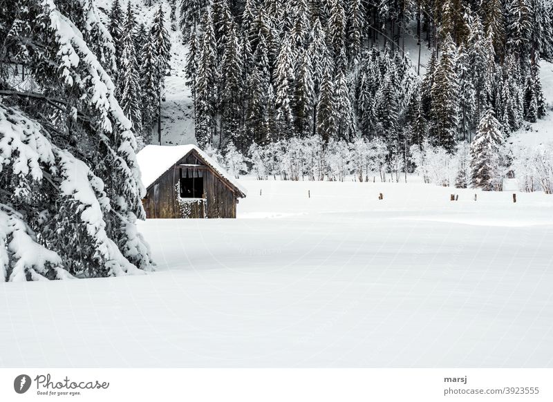 Deep snowy landscape with hay barn and trees Winter vacation Beautiful weather Wooden hut Tree Simple Loneliness Uniqueness Cliche Idyll Nature Autumn Frost Hut
