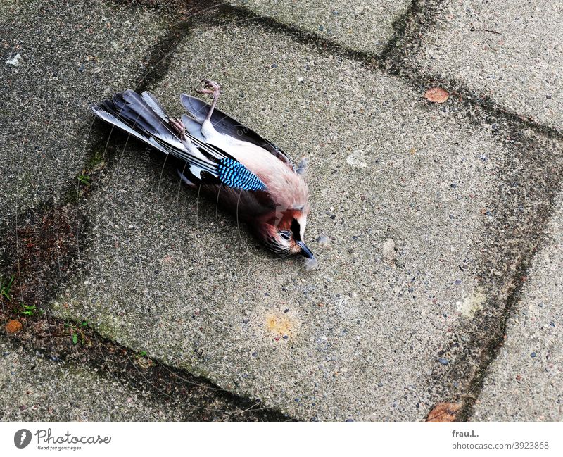 Beautiful dead jay Bird Wild bird Raven Bird Town Footpath deceased Death Diseases Accident Bird Lip Forest Bird