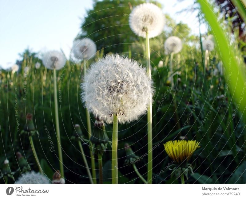 waiting for the gust of wind... Dandelion Meadow Grass Summer Sunbeam Light Green Close-up Evening sunbeams