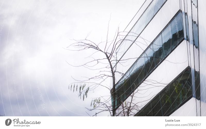 Facade of an office building, bare branches and grey sky Autumn Bleak Twigs and branches Tree Exterior shot Deserted Colour photo Branch Branchage Autumnal Sky