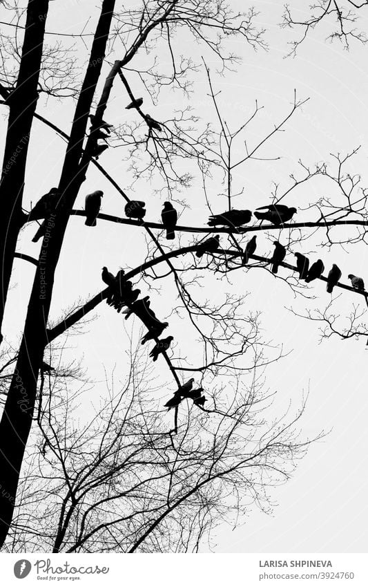 Black silhouette of bare tree with birds doves on white background birds sitting outdoor black nature isolated art branch forest plant environment dry old wood