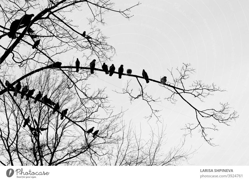 Black silhouette of bare tree with birds doves on white background birds sitting outdoor black nature isolated art branch forest plant environment dry old wood