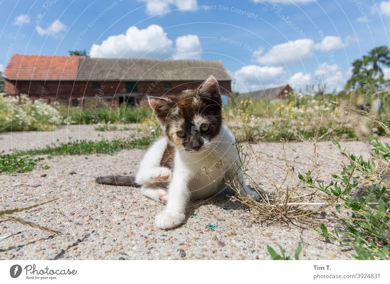 a farm in the Prignitz. A small cat sits and looks into the camera Cat putty Farm snotty Pelt Pet Animal Colour photo Animal portrait Domestic cat Cute hangover