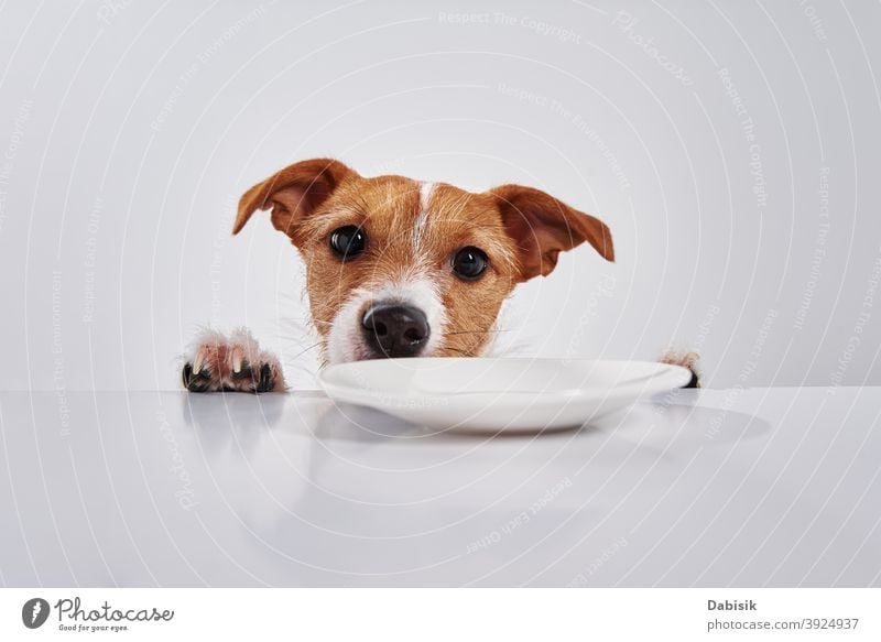 Jack Russell terrier dog with empty plate on table. Portrait of cute dog pet portrait funny jack russell tongue eat isolated background happy studio puppy white