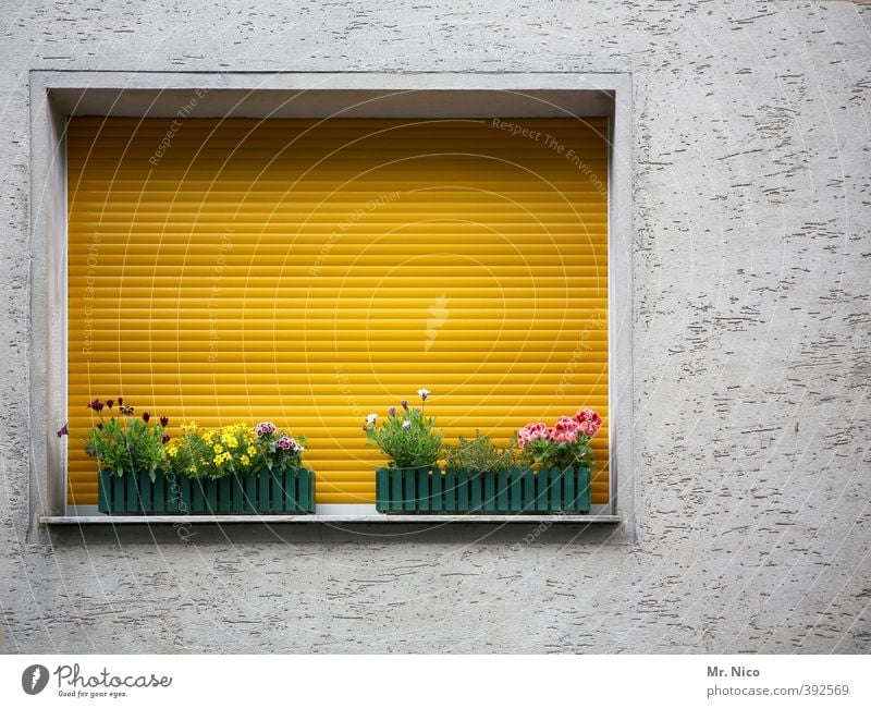 opposite number Lifestyle Living or residing Flat (apartment) Decoration Plant Flower Building Facade Yellow Roller blind Window board Window box Closed